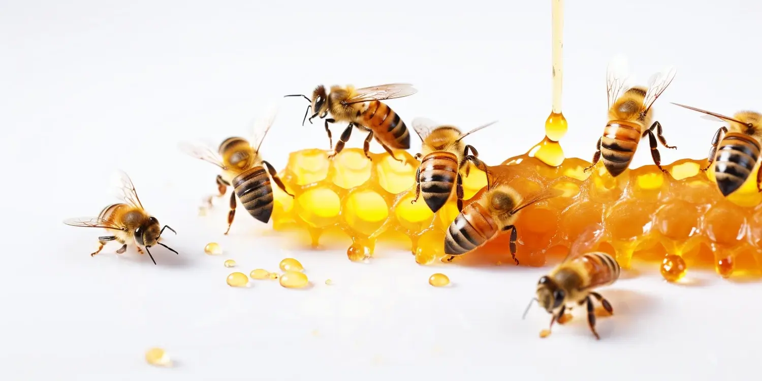 Na co pomaga miód spadziowy?